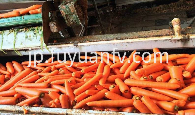 carrot in carton 